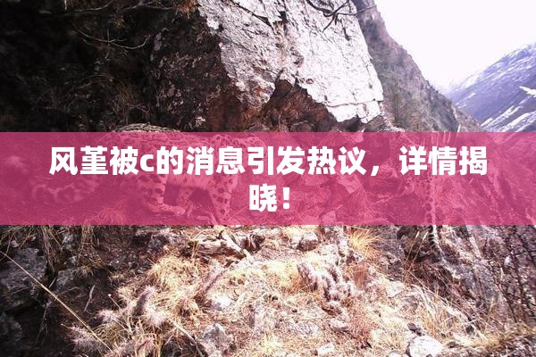 风堇被c的消息引发热议，详情揭晓！