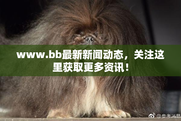 www.bb最新新闻动态，关注这里获取更多资讯！
