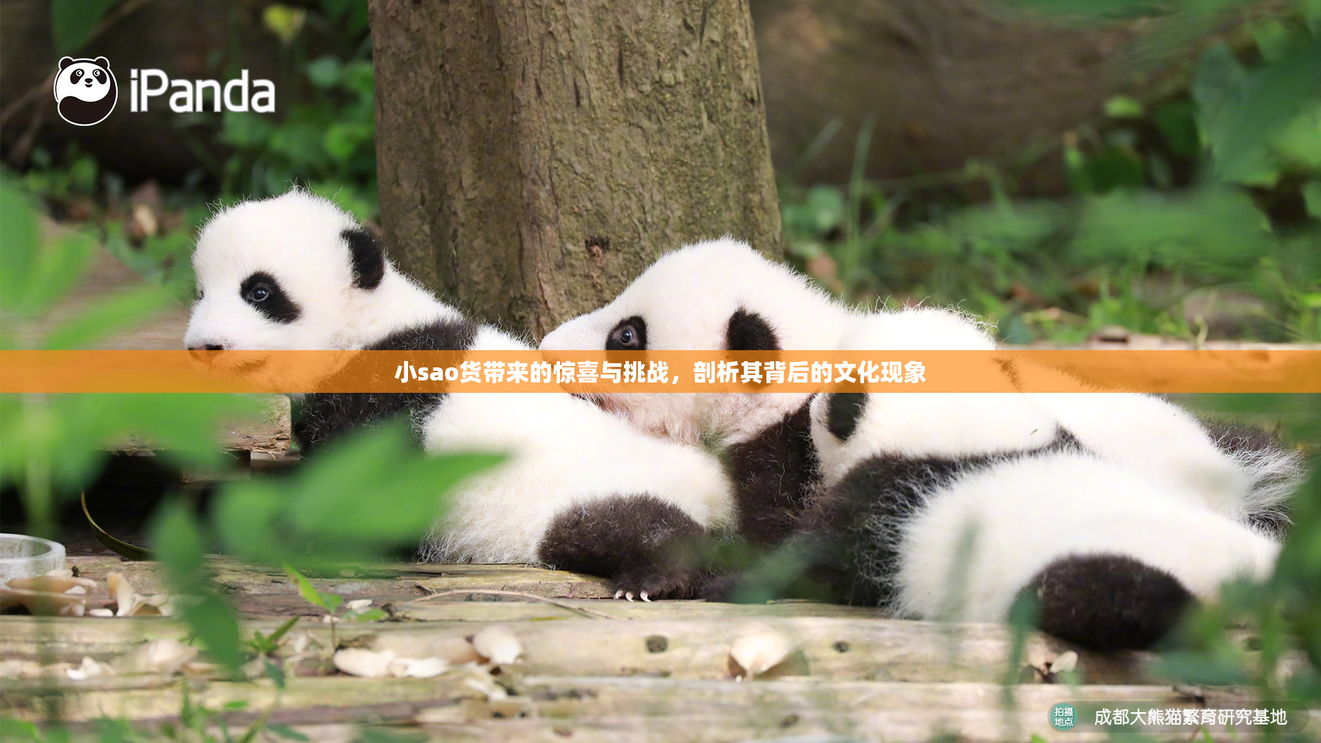 小sao货带来的惊喜与挑战，剖析其背后的文化现象