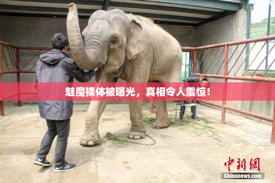 魅魔裸体被曝光，真相令人震惊！