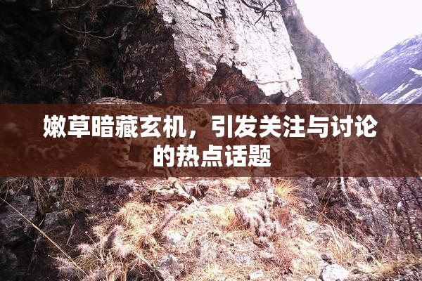 嫩草暗藏玄机，引发关注与讨论的热点话题