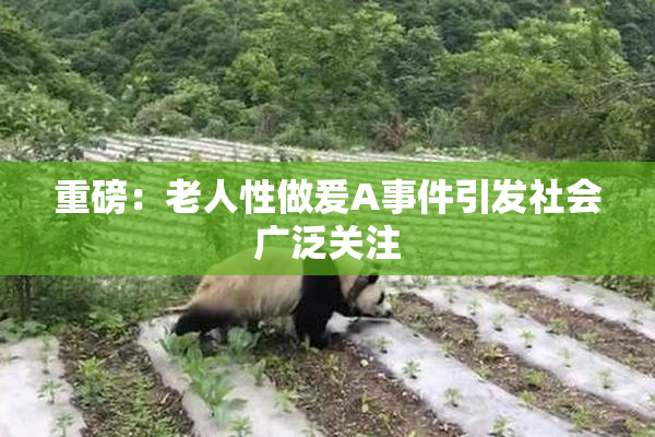 重磅：老人性做爰A事件引发社会广泛关注