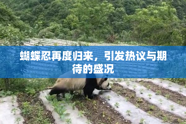 蝴蝶忍再度归来，引发热议与期待的盛况