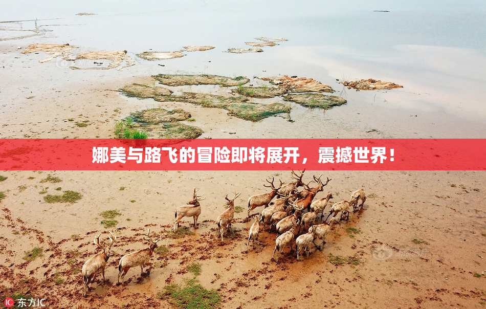 娜美与路飞的冒险即将展开，震撼世界！