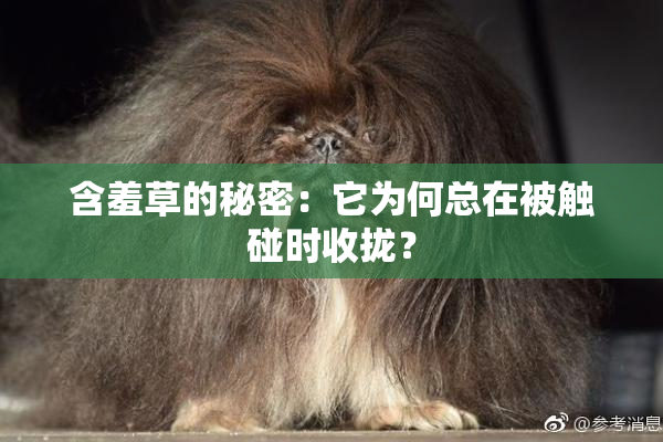 含羞草的秘密：它为何总在被触碰时收拢？