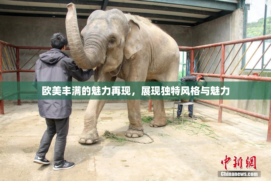 欧美丰满的魅力再现，展现独特风格与魅力