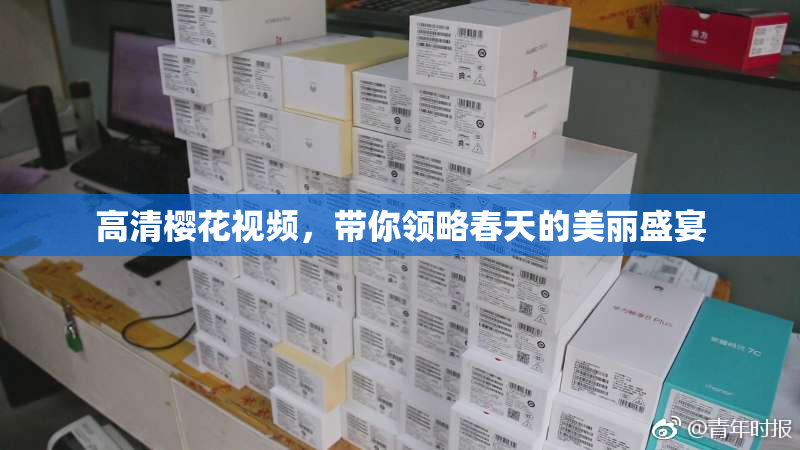 高清樱花视频，带你领略春天的美丽盛宴