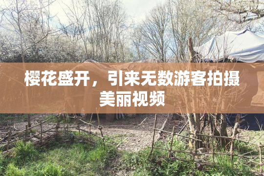樱花盛开，引来无数游客拍摄美丽视频