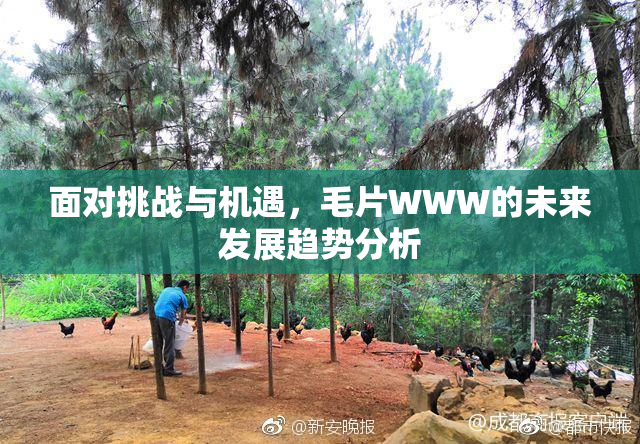 面对挑战与机遇，毛片WWW的未来发展趋势分析