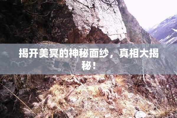揭开美冥的神秘面纱，真相大揭秘！