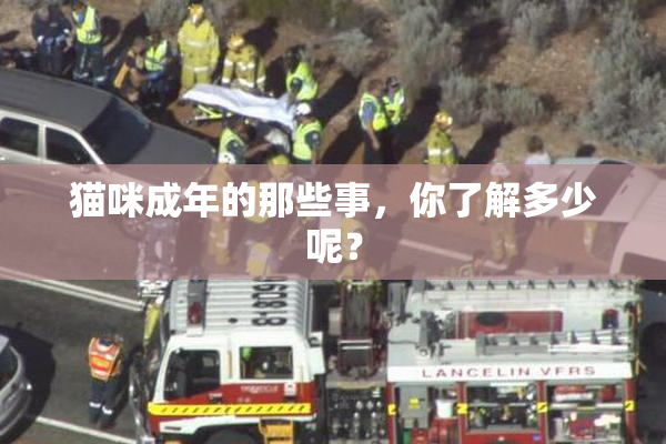 猫咪成年的那些事，你了解多少呢？