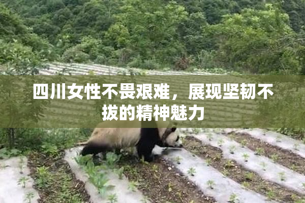 四川女性不畏艰难，展现坚韧不拔的精神魅力
