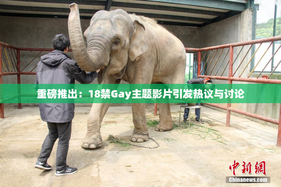 重磅推出：18禁Gay主题影片引发热议与讨论