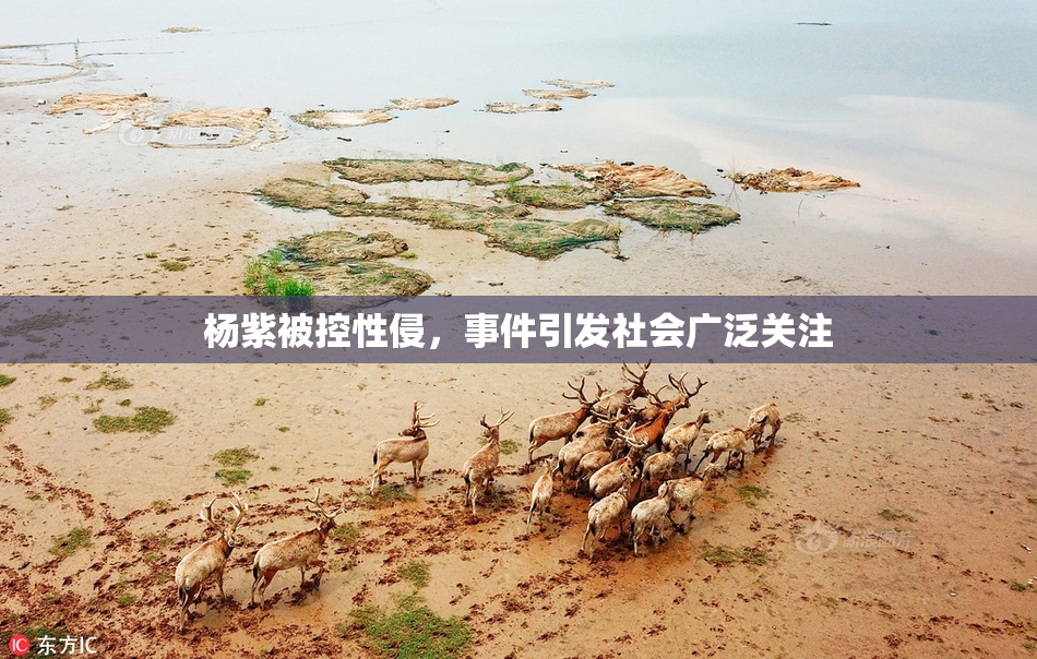 杨紫被控性侵，事件引发社会广泛关注