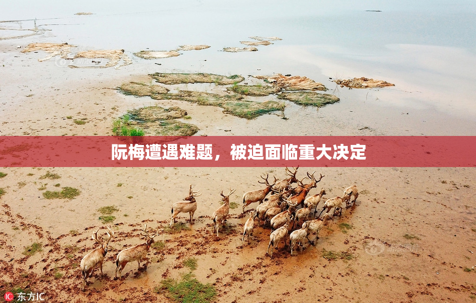阮梅遭遇难题，被迫面临重大决定