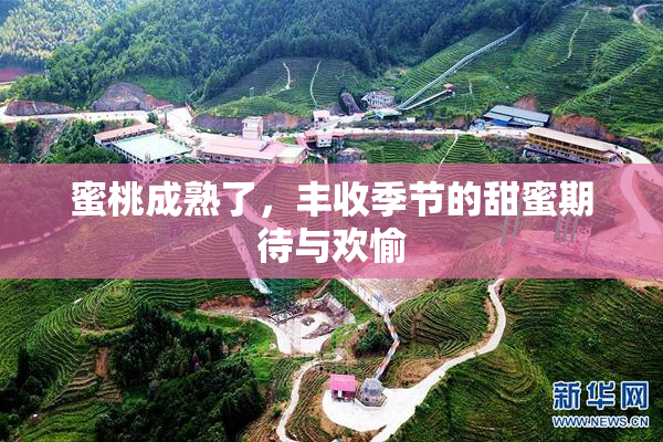 蜜桃成熟了，丰收季节的甜蜜期待与欢愉