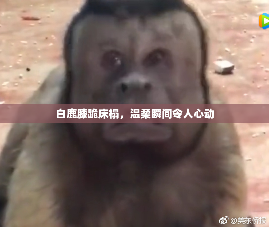 白鹿膝跪床榻，温柔瞬间令人心动