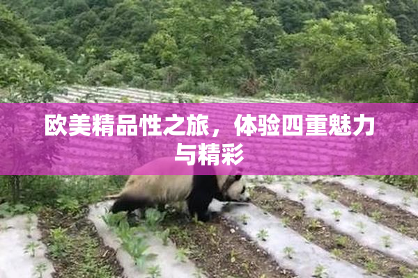 欧美精品性之旅，体验四重魅力与精彩