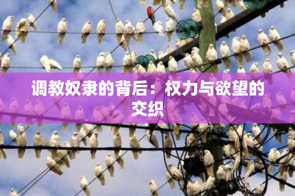调教奴隶的背后：权力与欲望的交织