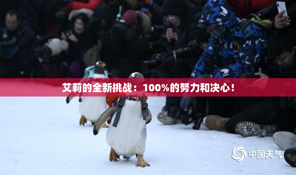 艾莉的全新挑战：100%的努力和决心！