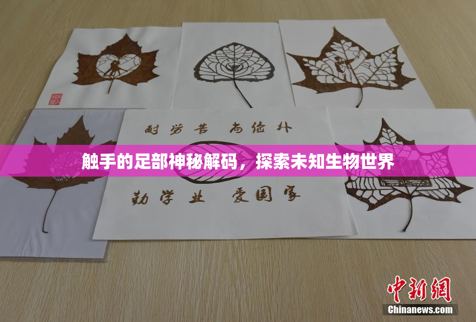 触手的足部神秘解码，探索未知生物世界