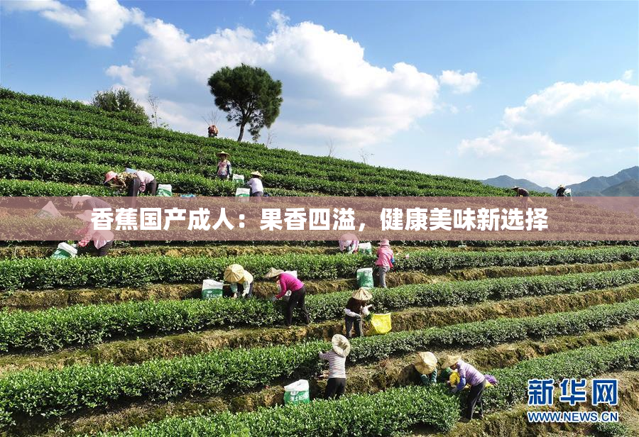 香蕉国产成人：果香四溢，健康美味新选择