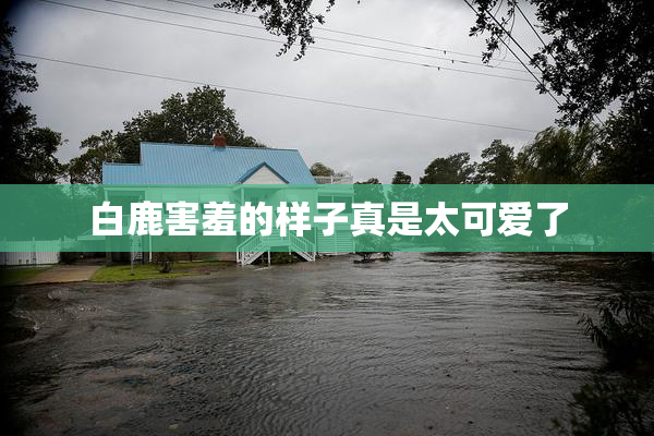 白鹿害羞的样子真是太可爱了