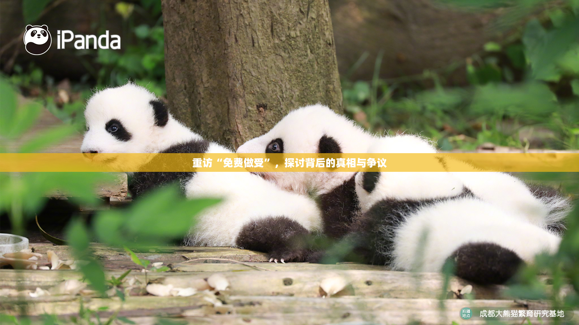 重访“免费做受”，探讨背后的真相与争议