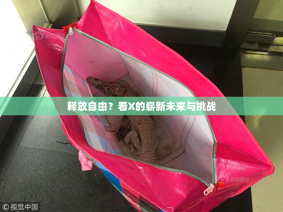 释放自由？看X的崭新未来与挑战
