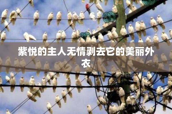紫悦的主人无情剥去它的美丽外衣