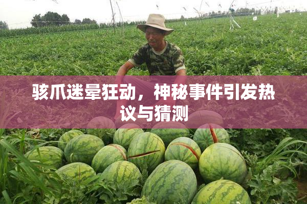 骇爪迷晕狂动，神秘事件引发热议与猜测