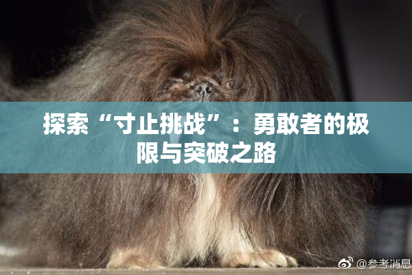 探索“寸止挑战”：勇敢者的极限与突破之路