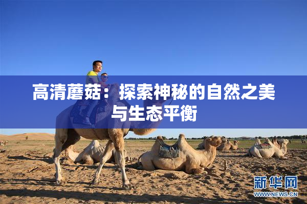 高清蘑菇：探索神秘的自然之美与生态平衡