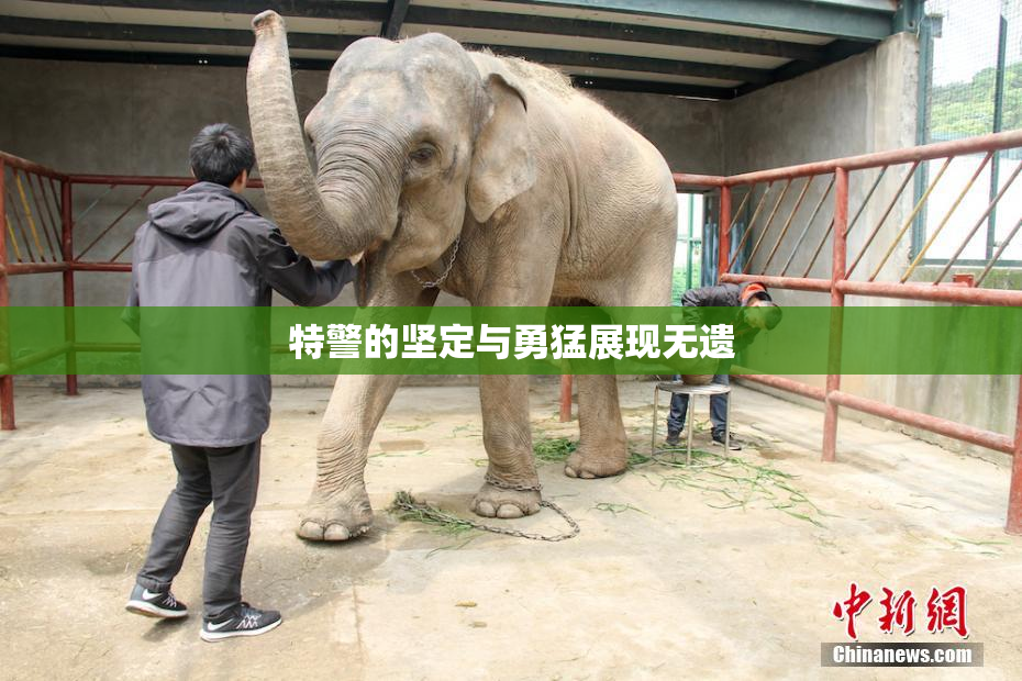 特警的坚定与勇猛展现无遗