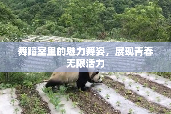 舞蹈室里的魅力舞姿，展现青春无限活力