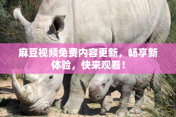 麻豆视频免费内容更新，畅享新体验，快来观看！