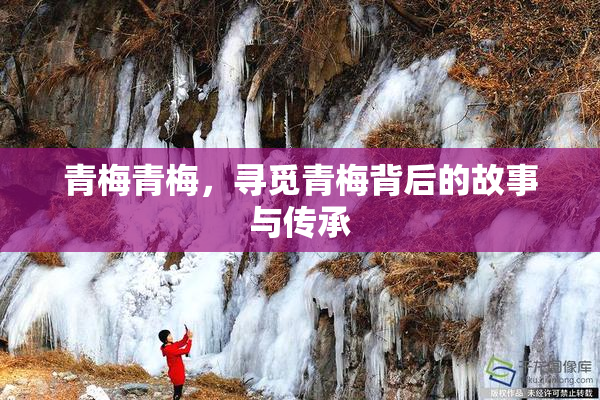青梅青梅，寻觅青梅背后的故事与传承