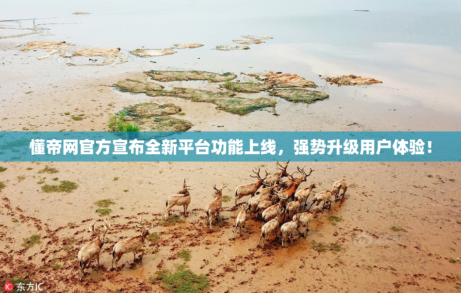 懂帝网官方宣布全新平台功能上线，强势升级用户体验！