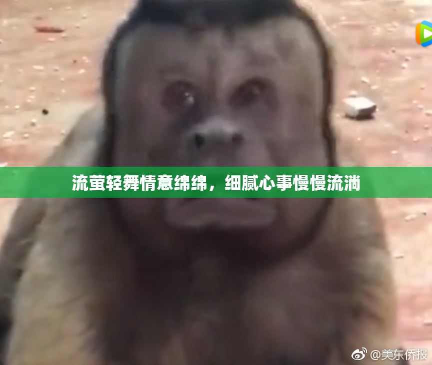 流萤轻舞情意绵绵，细腻心事慢慢流淌