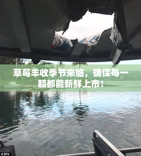 草莓丰收季节来临，确保每一颗都能新鲜上市！