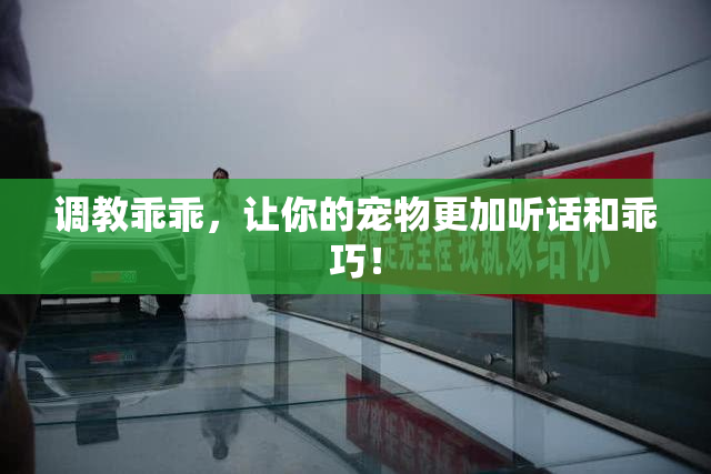 调教乖乖，让你的宠物更加听话和乖巧！