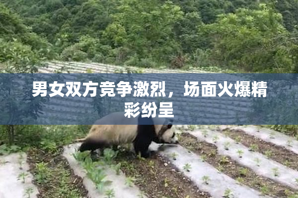 男女双方竞争激烈，场面火爆精彩纷呈
