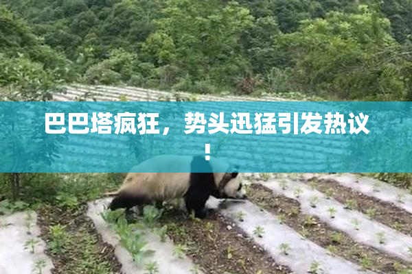 巴巴塔疯狂，势头迅猛引发热议!