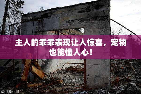 主人的乖乖表现让人惊喜，宠物也能懂人心！