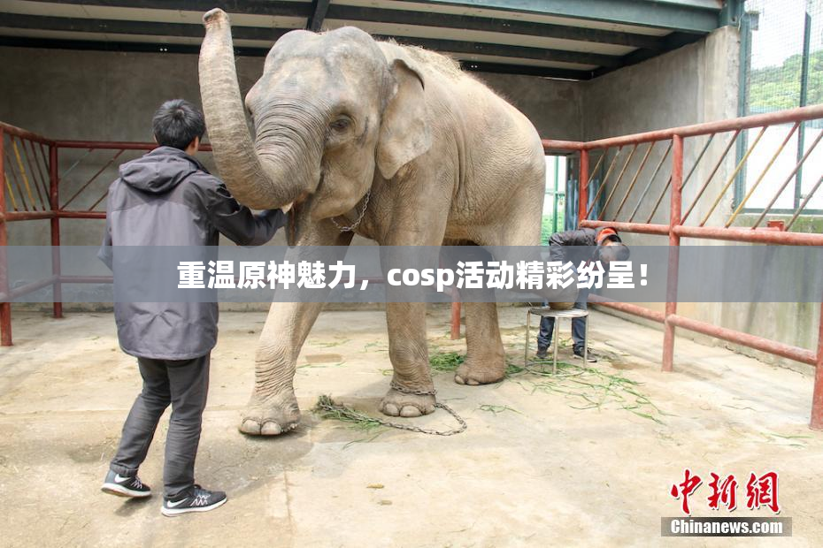 重温原神魅力，cosp活动精彩纷呈！