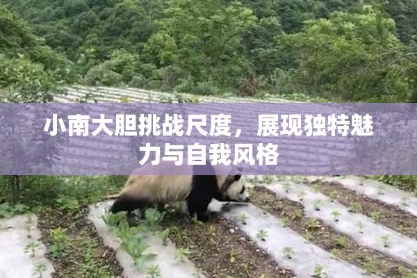 小南大胆挑战尺度，展现独特魅力与自我风格