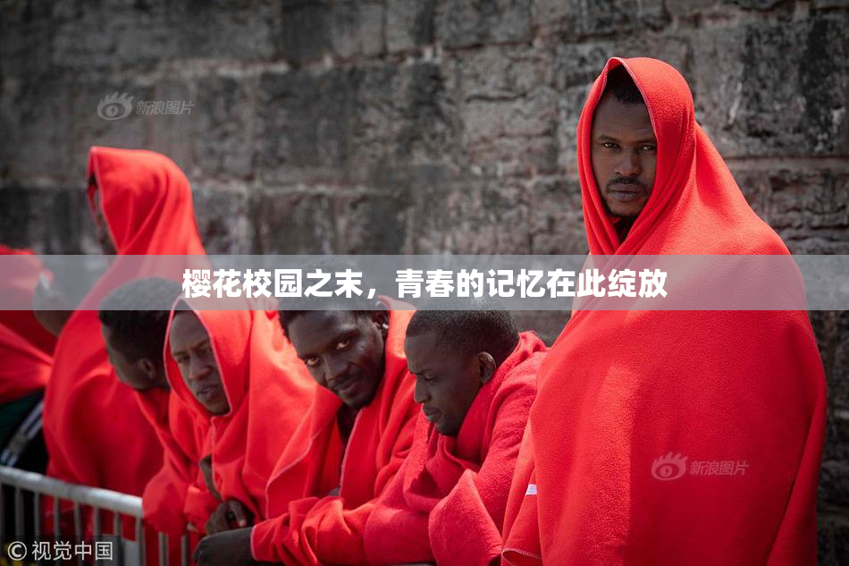 樱花校园之末，青春的记忆在此绽放