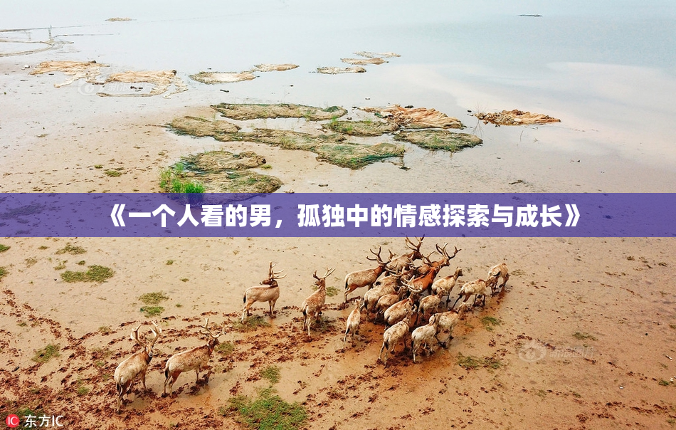《一个人看的男，孤独中的情感探索与成长》