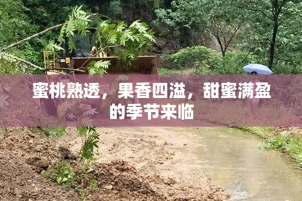 蜜桃熟透，果香四溢，甜蜜满盈的季节来临